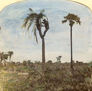 Images Dated 3rd March 2008: Captain Osman shooting from a tree with the aid of straps, India, 1900s