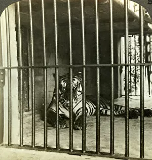 Behind Bars Gallery: Captured man-eating tiger blamed for 200 deaths, Calcutta, India, c1903
