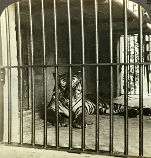 Captured man-eating tiger blamed for 200 deaths, Calcutta, India, c1903 Captured man-eating tiger blamed for 200 deaths, Calcutta, India, c1903