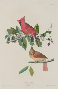 Robert Havell Prints: Cardinal Grosbeak, 1833. Creator: Robert Havell