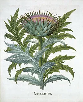Botany Collection: Cardoon, 1613