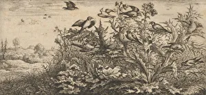 Goldfinch Prints: Carduelis, Chardonnet (The Goldfinch): Livre d Oyseaux (Book of Birds), 1655-1660