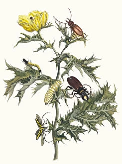 Botanical Illustration Gallery: Carduus spinosus. From the Book Metamorphosis insectorum Surinamensium, 1705