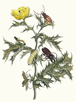 Carduus spinosus. From the Book Metamorphosis insectorum Surinamensium, 1705
