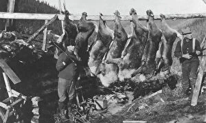 Position Collection: Caribou carcasses, between c1900 and c1930. Creator: Unknown
