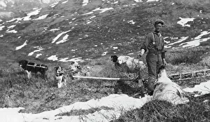 Alaska Prints: Caribou shot on the north side of Mt