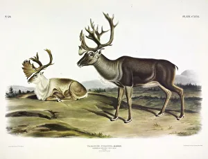 John James Audubon 1785 1851 Prints: Caribou, Tarandus Furcifer, 1845