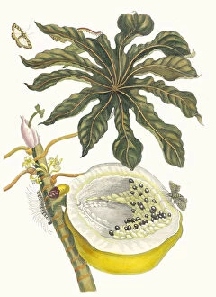 Botanical Illustration Gallery: Carica papaya. From the Book Metamorphosis insectorum Surinamensium, 1705