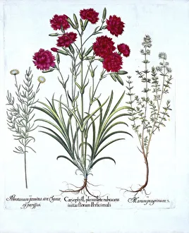 German School 17th Century Prints: Carnation, Cat Thyme and Common Lavender Cotton, from Hortus Eystettensis, by Basil Besler
