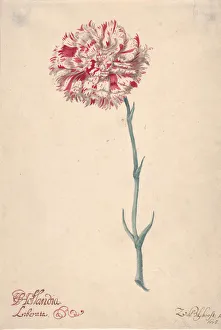 Carnation Gallery: A Carnation ('Hollandia Liberata'), 1675. Creator: Zacharias Blijhooft