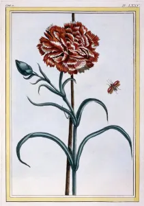 Carnation, pub. 1776. Creator: Pierre Joseph Buchoz (1731-1807)