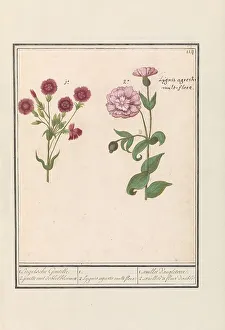 Natural History Prints: Two carnations (Dianthus), 1596-1610. Creators: Anselmus de Boodt, Elias Verhulst