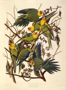 Audubon Prints: The Carolina parakeet, From The Birds of America, 1827-1838. Creator: Audubon