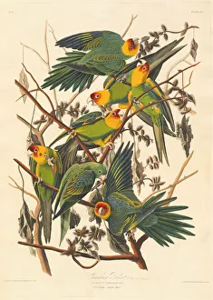Robert Havell Prints: Carolina Parrot, 1827. Creator: Robert Havell