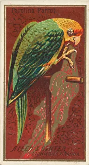 Perch Prints: Carolina Parrot, from the Birds of America series (N4) for Allen &amp