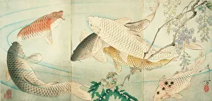 Taiso Prints: Carp with Wisteria, c1889. Creator: Tsukioka Yoshitoshi