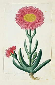 Perennial Prints: Carpobrotus Quadrifidus L. Bolus, 1777-1786. Creator: Robert Jacob Gordon