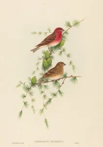 Richter Henry Constantine Prints: Carpodacus erythrinus (Common Rose Finch). Creators: John Gould