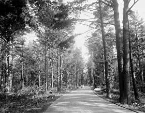 Carriage drive to High Lawn House, Lenox, Mass. c.between 1910 and 1920. Creator: Unknown