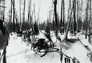 Yakutia Prints: Carriage of goods by reindeer, 1890. Creator: Unknown