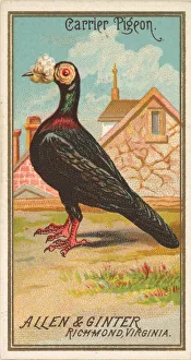 Locat Prints: Carrier Pigeon, from the Birds of America series (N4) for Allen &amp