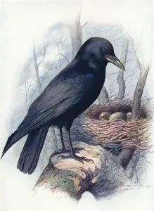 Carrion-Crow - Cor vus coro ne, c1910, (1910). Artist: George James Rankin