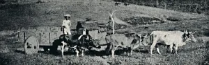 Gustavo Prints: Carro de boi, 1895. Artist: Paulo Sack
