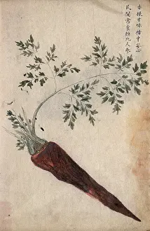 Root Prints: A carrot (Daucus carota): root with leaves. Creator: Unknown