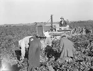 Carrot Gallery: Carrot digger, Imperial Valley, California, 1939. Creator: Dorothea Lange