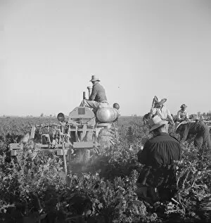 Carrot digger, Imperial Valley, near Meloland, California, 1939. Creator: Dorothea Lange