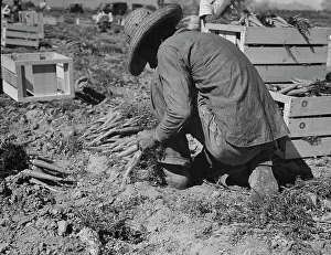Americans Prints: One of the hundred carrot pullers in this field in the Coachella Valley