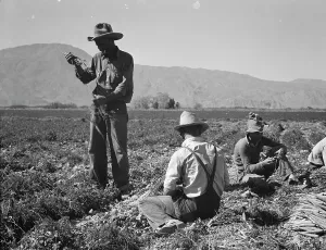 Americans Prints: Carrot pullers from Texas, Oklahoma