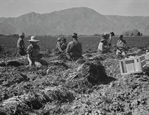 Americans Prints: Carrot pullers from Texas, Oklahoma