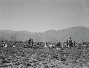 Americans Prints: Carrot pullers from Texas, Oklahoma