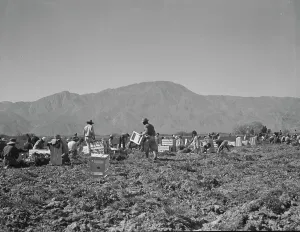 Picker Prints: Carrot pullers from Texas, Oklahoma
