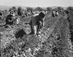 Americans Prints: Carrot pullers from Texas, Oklahoma