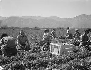 Americans Prints: Carrot pullers from Texas, Oklahoma