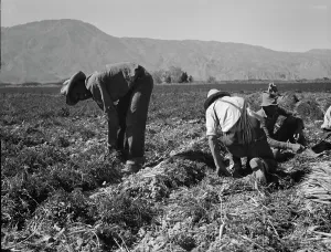 Displacement Prints: Carrot pullers from Texas, Oklahoma