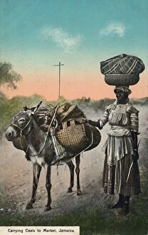 Jamaican Collection: Carrying Coals to Market, Jamaica, early 20th century. Creator: Unknown