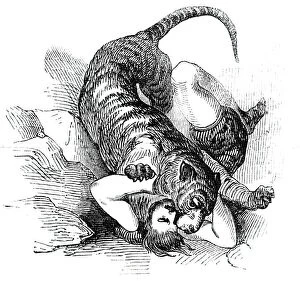 Circus Performer Gallery: Carters Tiger Feat, 1844. Creator: Unknown