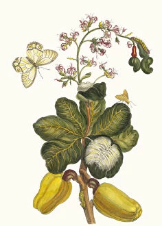 Botanical Illustration Gallery: Caschou. From the Book Metamorphosis insectorum Surinamensium, 1705