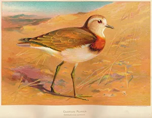 Charles Dixon Prints: Caspian Plover (Ochthodromus asiaticus), 1900, (1900). Artist: Charles Whymper