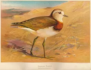 Cheerful Gallery: Caspian Plover (Ochthodromus asiaticus), 1900, (1900). Artist: Charles Whymper