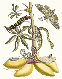 Plant Science Prints: Cassave. From the Book Metamorphosis insectorum Surinamensium, 1705