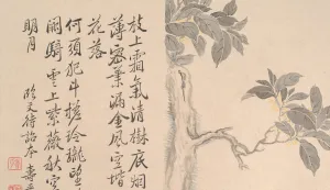 Album Lea Prints: Cassia Tree. Creator: Unknown