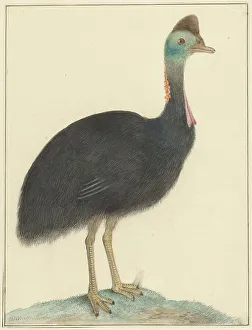 Flightless Bird Prints: Cassowary, 1826. Creator: Isaac van Haastert