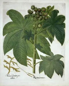 Medicinal Gallery: Castor Oil Plant, from Hortus Eystettensis, by Basil Besler (1561-1629) pub. 1613