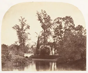 Botanic Garden Prints: Casuarina Trees, Botanic Gardens, Calcutta, 1858-61. Creator: Unknown