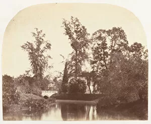 Botanic Gardens Gallery: Casuarina Trees, Botanic Gardens, Calcutta, 1858-61. Creator: Unknown
