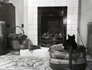 Feline Prints: Cat in front of a coal fire, c1955. Creator: Arthur Charles Kirby Ware